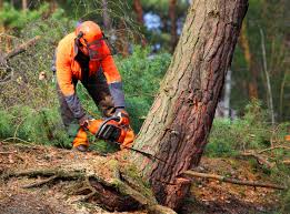 Professional Tree Services in Mahopac, NY