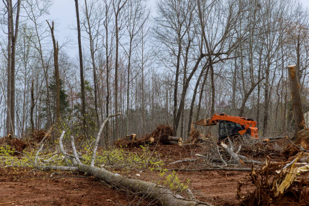 Best Root Management and Removal  in Mahopac, NY