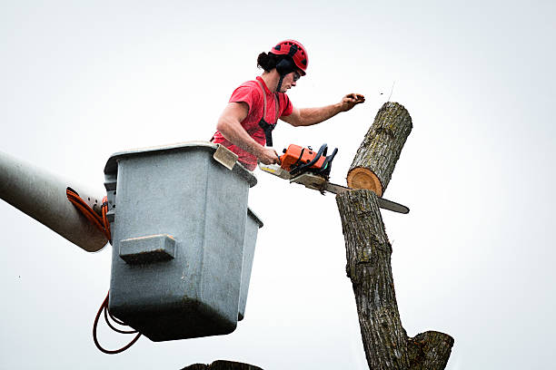 Best Tree Disease Treatment  in Mahopac, NY